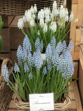 Muscari Armenian of different colors
