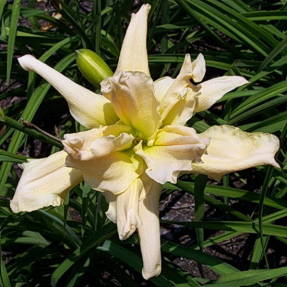 Daylily hybrid Fluttering Beauty - multiform