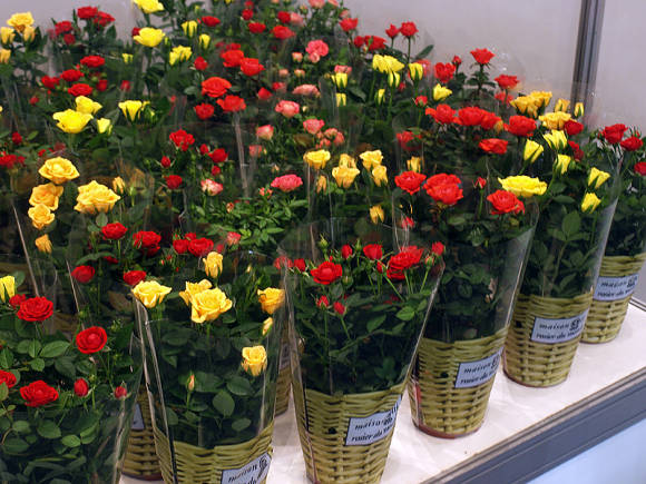 Izbové ruže: pestovanie, starostlivosť, rozmnožovanie