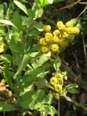 Canuper, or balsamic tansy