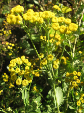 Canuper, or balsamic tansy