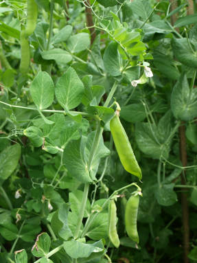 Vegetable peas (Pisum sativum)