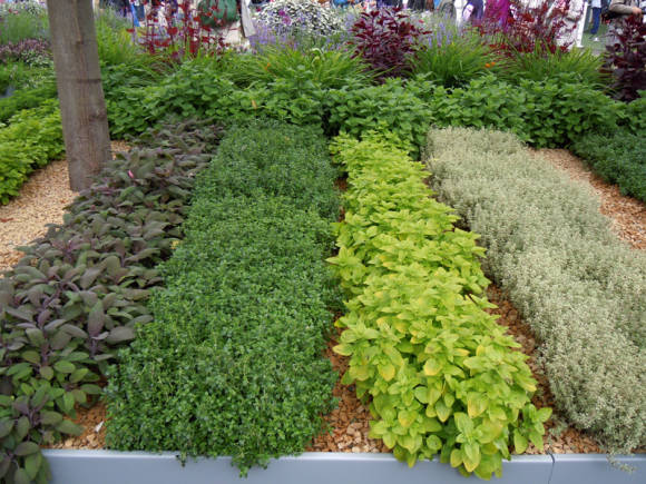 El tomillo y otras hierbas en exhibición en Chelsea