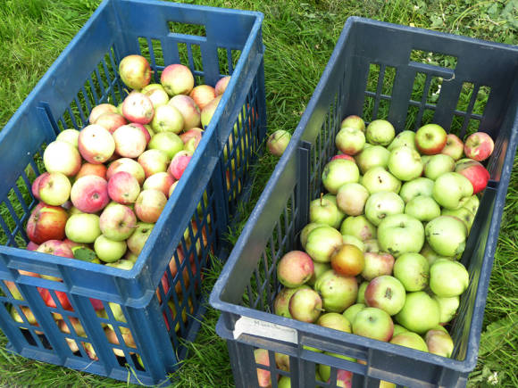 ¿Cómo mantener frescas las manzanas durante el invierno?