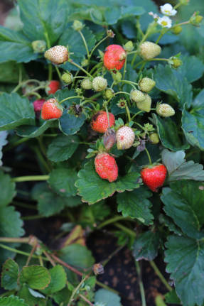 Garden strawberry Yummy F1
