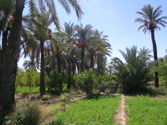 Plantación de dátiles en Túnez