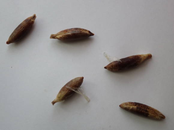 Seeds with fibrous coat and embryo