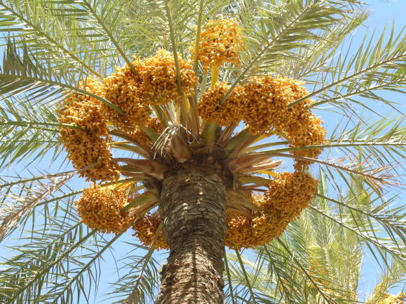 Päivämäärä: palmu