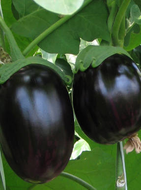 Eggplant F1 Bard