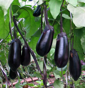 Eggplant Solomon