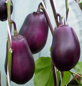 Eggplant Filimon
