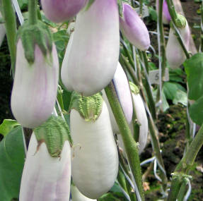 Eggplant Romantic