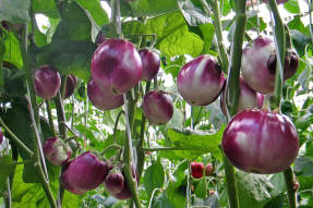 Eggplant Bumbo