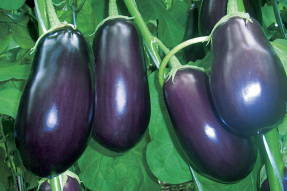 Eggplant Vakula