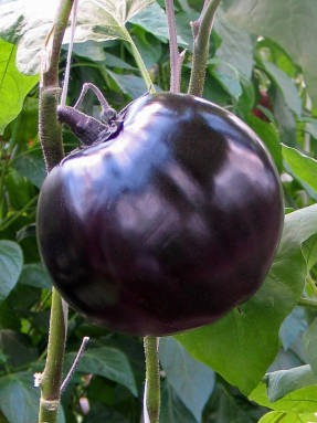 Eggplant Sancho Panza