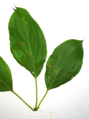 Rust on the leaves of the laxative ghoster