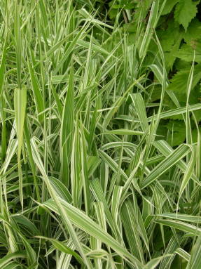Falaris reed variegata