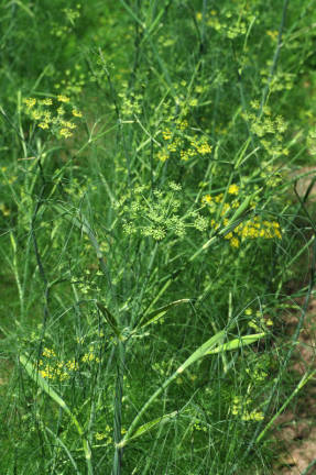 Vanlig fennikel (Foeniculum vulgare)