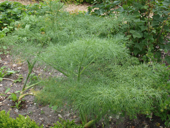 Almindelig fennikel (Foeniculum vulgare)