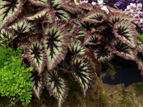 Begonia Royal ilotulitus