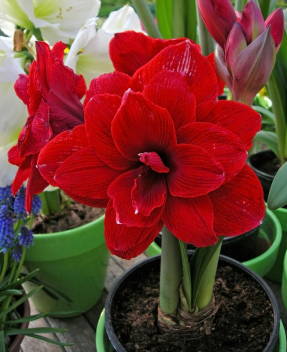 Hermosa flor casera Amaryllis *