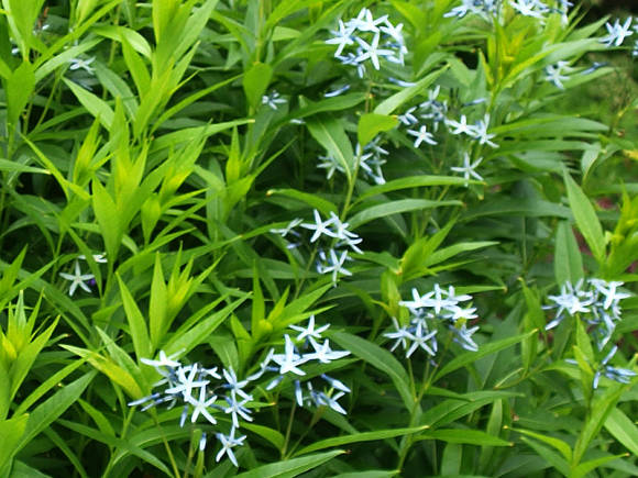 Amsonia willow - blue star of North America