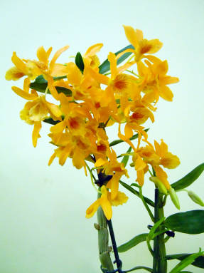 Dendrobium hibrid Orange Royal
