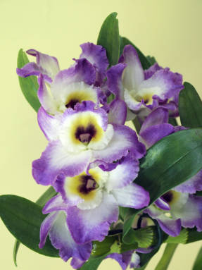 Dendrobium noble: cura d'interiors