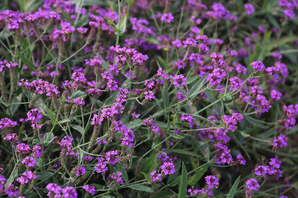 Verbena kieta – karališkoji Versalio violetinė