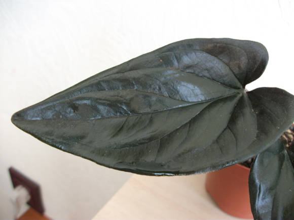 Syngonium red-leaved (Syngonium erythrophyllum)