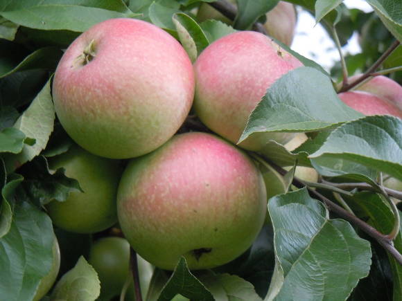 Apple tree Mekintosh