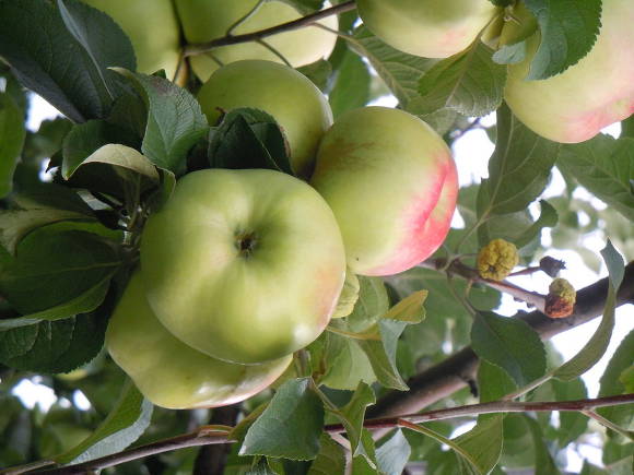 Apple-tree Antonovka New
