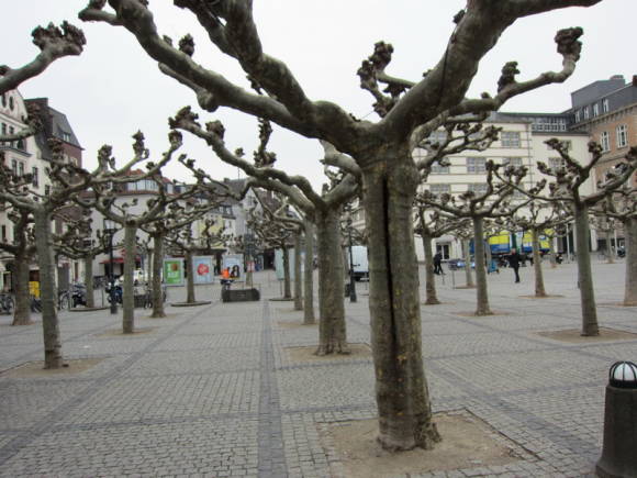Linden trees in Dusseldorf