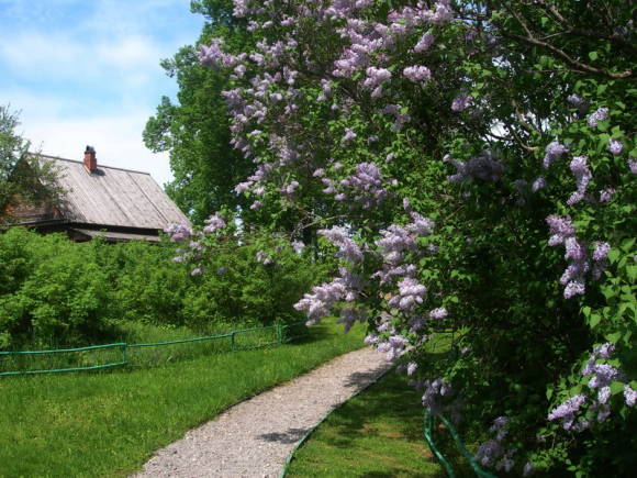 Lilacs in the estate of A. Blok Shakhmatovo