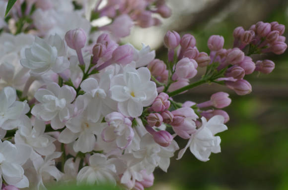 Common lilac Beauty of Moscow