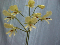 Pelargonium articulatum - virág