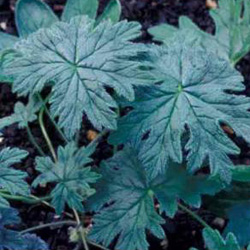 Pelargonium articulatum - leaves