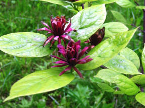 Calicante floreciente (Calycanthus floridus)
