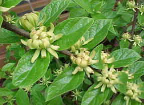 Calicante de floración (Calycanthus floridus) Atheus