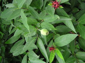 Vruchtbare calicant (Calycanthus floridus var. Glaucus syn. Calycanthus fertilis)
