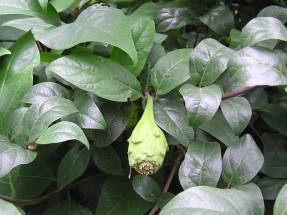 Vruchtbare calicant (Calycanthus floridus var. Glaucus syn. Calycanthus fertilis)