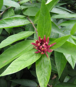 Western Calicant (Calycanthus occidentalis)