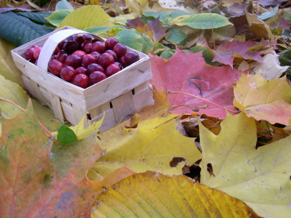Cranberries in a box