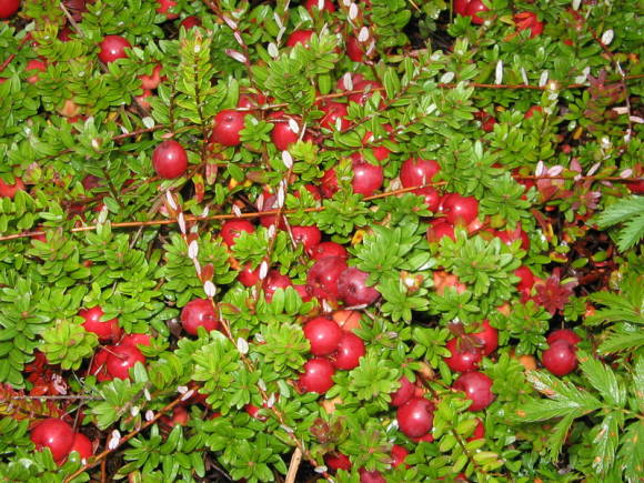 Cranberries in the garden