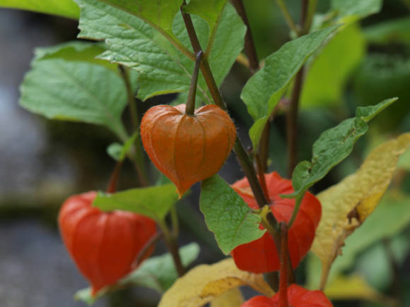 Physalis varieties: for a bouquet and a buffet