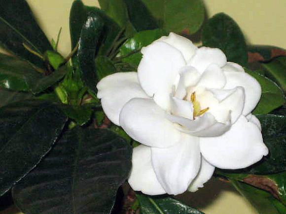 Jazmín de gardenia