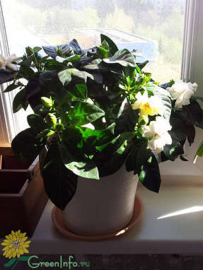 Gardenia jasmiini: lajikkeet, hoito ja kasvuvaikeudet