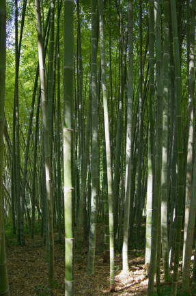 Bambú - senyor perfecció