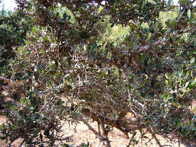 Argania espinosa (Argania spinosa)