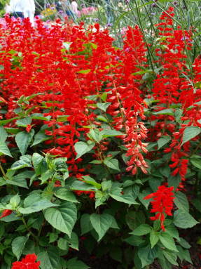 Salvia sparkling Russian size